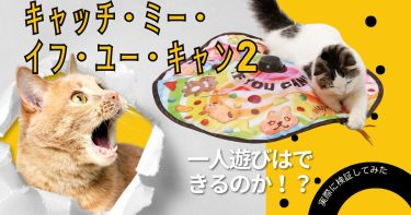 「猫壱キャッチ・ミー・イフ・ユー・キャン２は本当に一人遊びできる？」実際に試してみた！