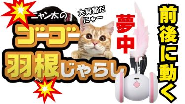 【フローリング・カーペット・マット検証】「ニャン太のゴーゴー羽根じゃらし」爆速!猫も興奮!速度・動き・騒音を徹底検証!安全に遊ぶコツも解説
