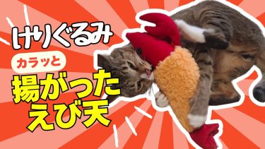 【猫が飛びつく！】ペティオ「けりぐるみ カラッと揚がったえび天」徹底レビュー｜またたびスプレーの使い方＆注意点も紹介