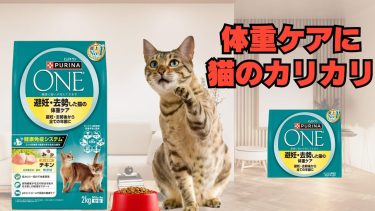 【猫の体重管理に！愛猫レオが2年間愛用する“太らせない”ごはんとは？】