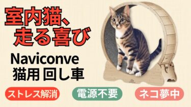 🐾【猫が走る回し車】失敗しないキャットホイールの選び方