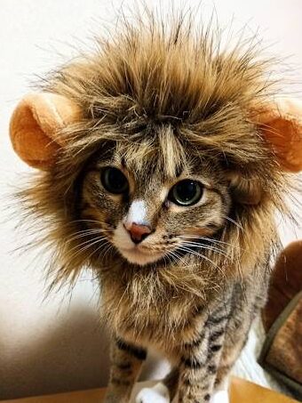 ライオンの被り物をかぶってコスプレをした猫のレオがカメラ目線で座っている写真