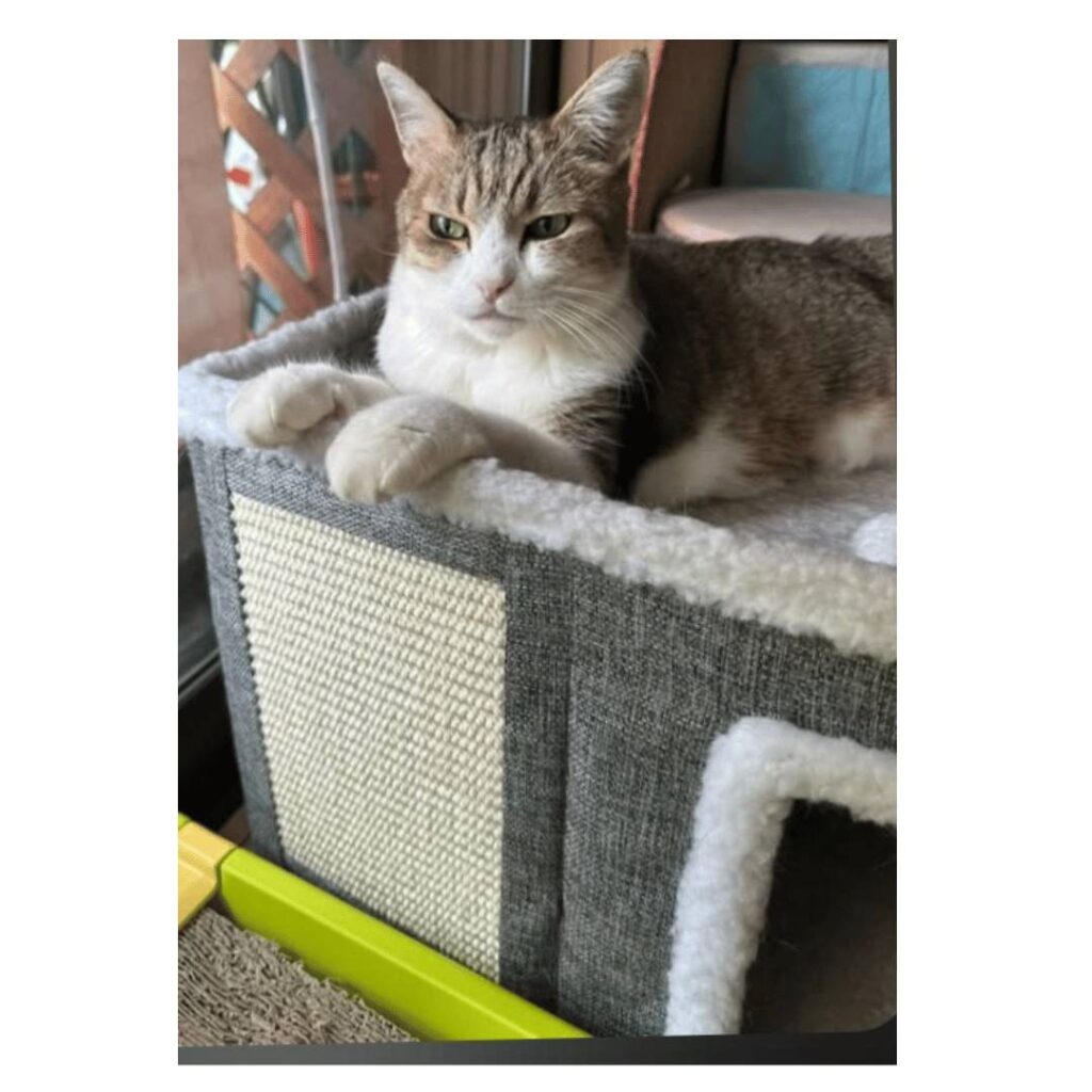 グレーと白のキャットボックスの上で、前足を組んでくつろぐキジ白の猫ママコちゃん。