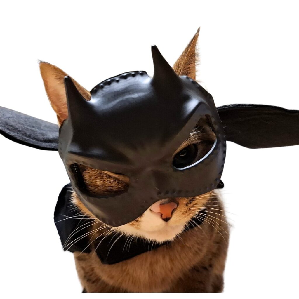 本画像は実写の猫レオを基に背景削除や加工を行ったオリジナル作品です。実写ベースのコンテンツです。 レオがバットマン 風の お面をかぶり 右目をつぶっている