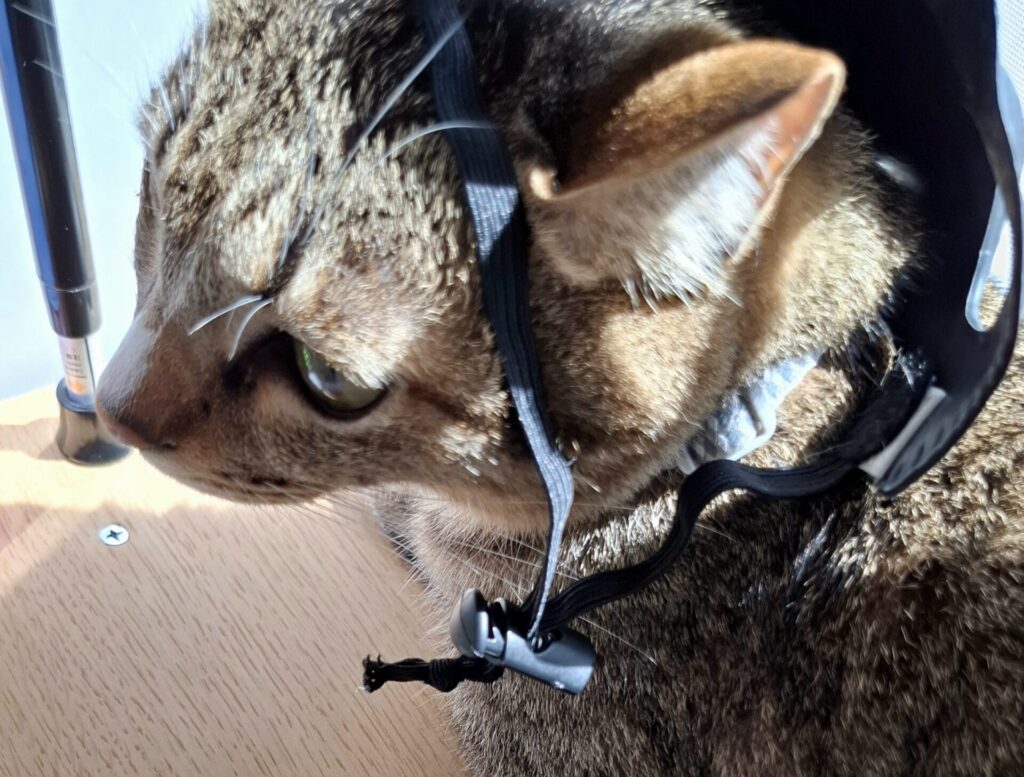 「レオがバットマン風お面を耳に引っ掛けている写真。平ゴムとつまみの調節部分が分かるように撮影されています。」