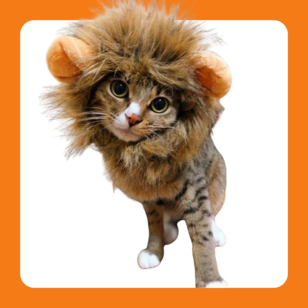 キジトラ白ソックスの猫がライオンのかぶり物をかぶっている正面画像。ふさふさのたてがみと耳が特徴で、遊び心あふれる表情をしている。