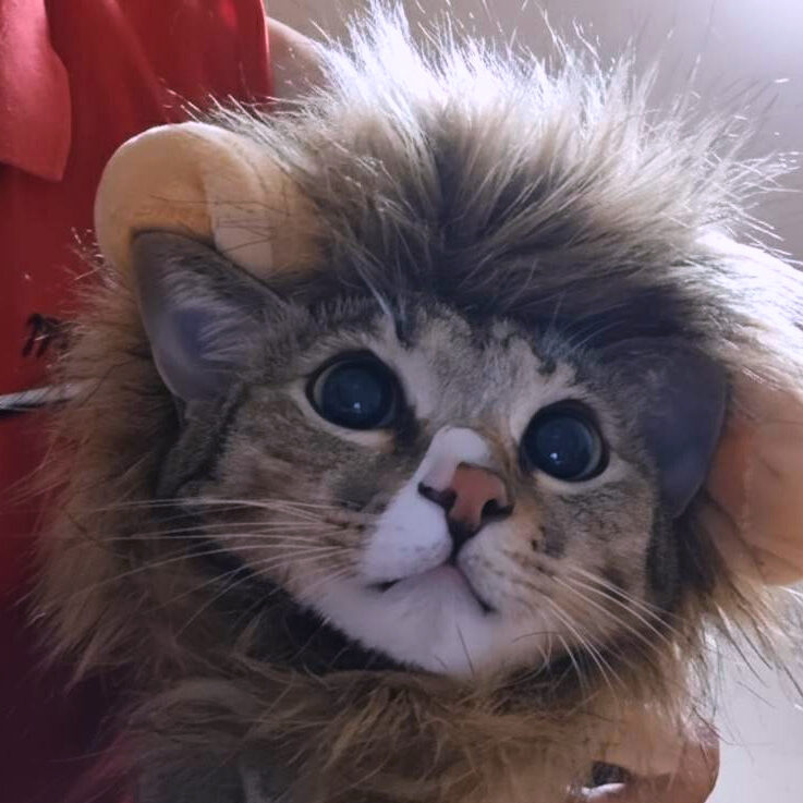 ライオンの被り物をかぶったキジトラ白ハチワレのレオ。耳が出ていて、被り物をかぶっても可愛い表情のアップ。