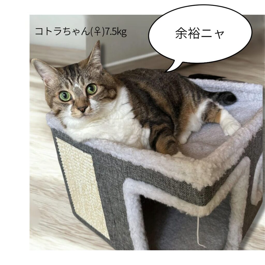 体重7.5kgのぽっちゃり猫コトラちゃんが猫用ボックスハウスの上部に余裕で寛ぐ写真。大型猫、多頭飼いにおすすめの頑丈な商品。