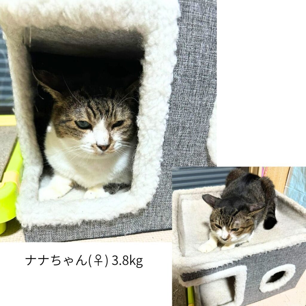 「猫用のふわもこボックスベッドに入ってリラックスするナナちゃん。快適そうにくつろいでいる姿」