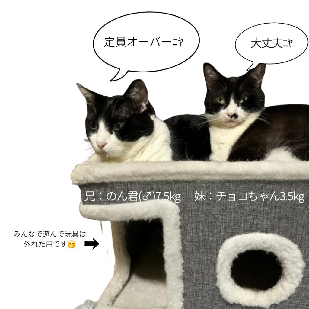 「定員オーバーニャ」「大丈夫ニャ」と会話する、のん君とチョコちゃん(合計11kg)。多頭飼いでも安心の耐荷重と広さがある猫用ボックスハウスのレビュー写真。