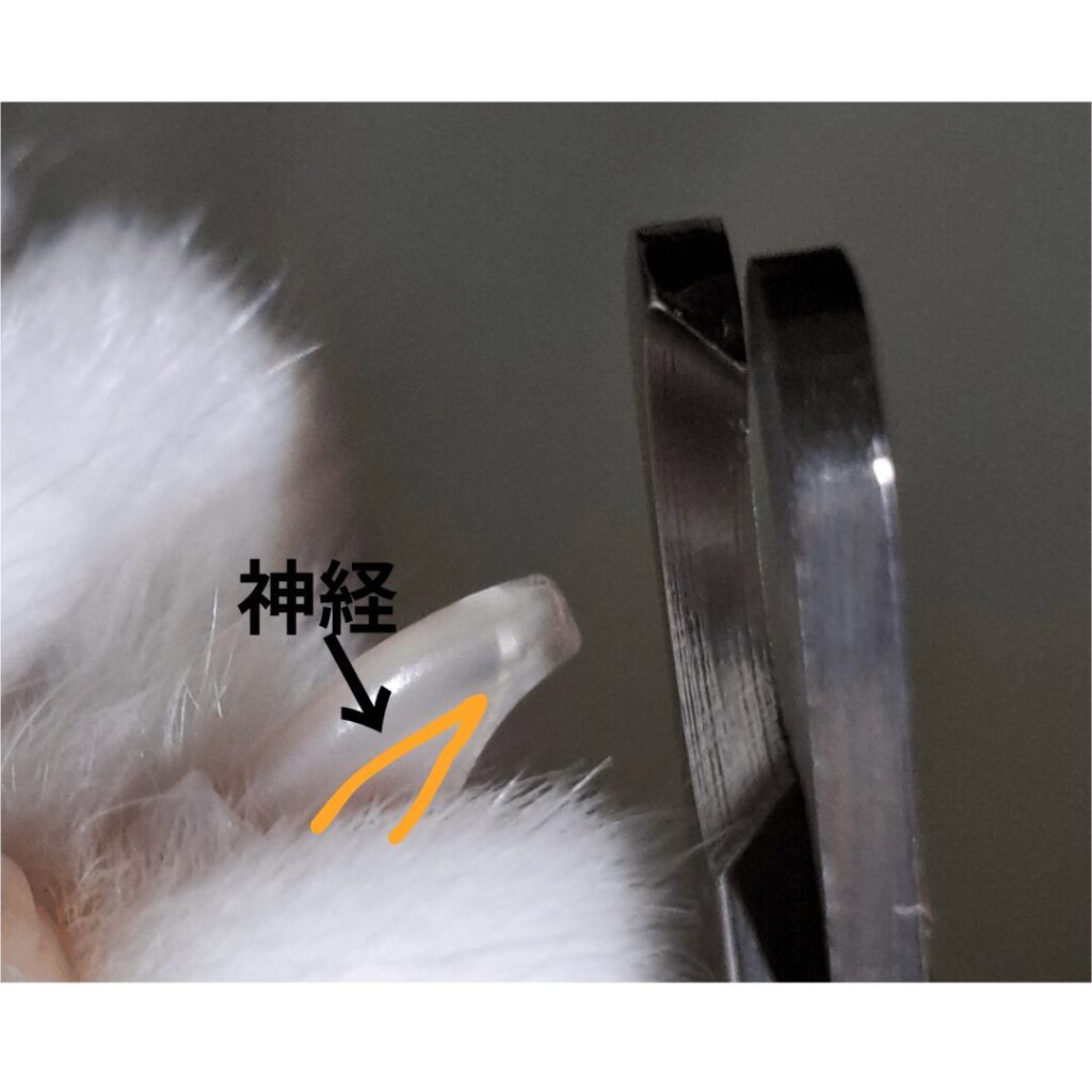 爪切りでカット中。本体が曲がっていることで神経が見やすい。