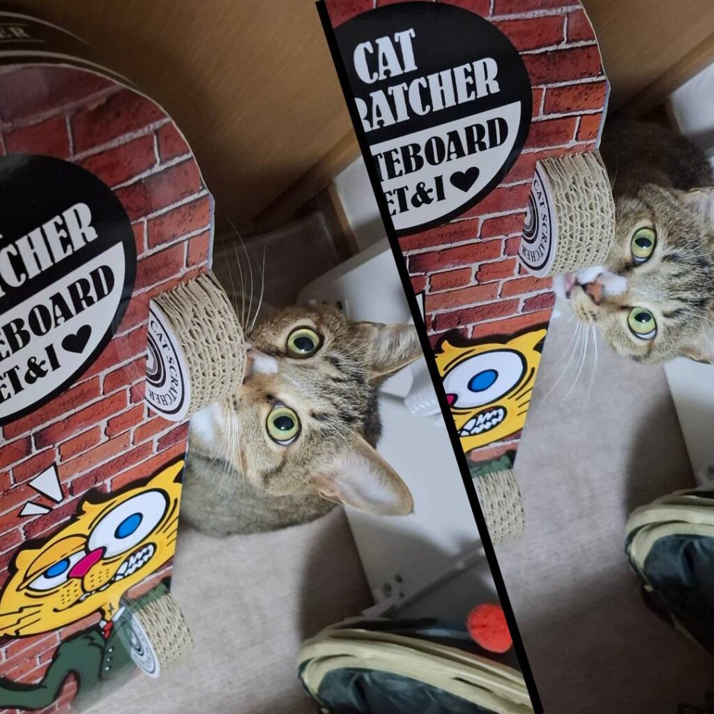 目を大きく開いてクンクンしているレオ