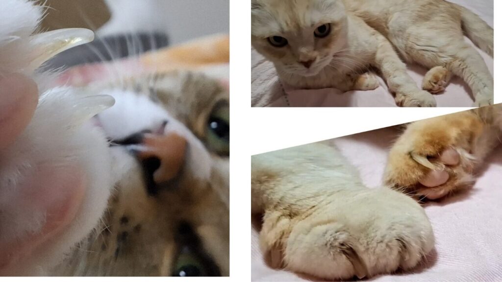 若猫のレオとシニア猫ミミちゃんの爪を比較した画像。爪の厚み・カーブ・伸び方の違いを示し、猫の年齢によって爪切りの注意点やケア方法が異なることを説明するための写真。