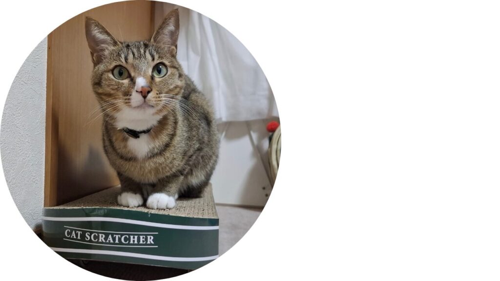 スケートボード型爪とぎに正面から座る猫レオ。身軽な猫でも安心して使える様子が分かる。