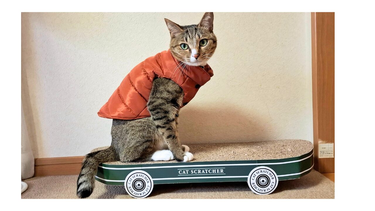 ダウンジャケットを着た猫レオが、室内でスケートボード型のつめとぎに乗っている様子