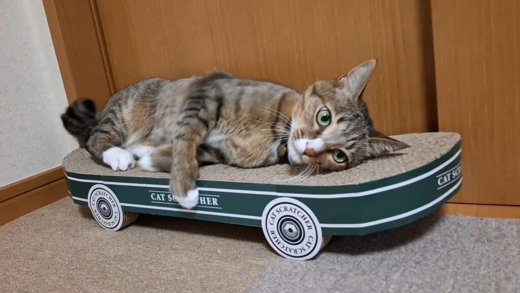 スケートボード型の爪とぎの上で、リラックスして寝そべる