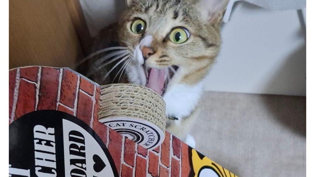 スケボー型爪とぎを前に、目をまん丸にして驚いた表情を見せるレオ。