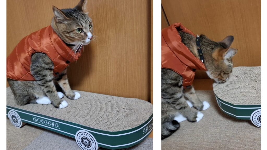 スケボー型の爪とぎにちょこんと座り、オレンジのベストを着てキメ顔をしているレオの様子。