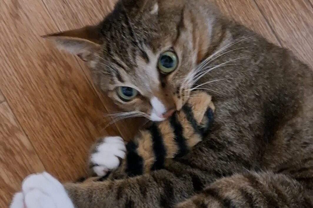 「猫じゃらしを前足で押さえながら、鋭い目で狙いを定めるキジトラ猫のレオ。白いソックスの前足が印象的。」
