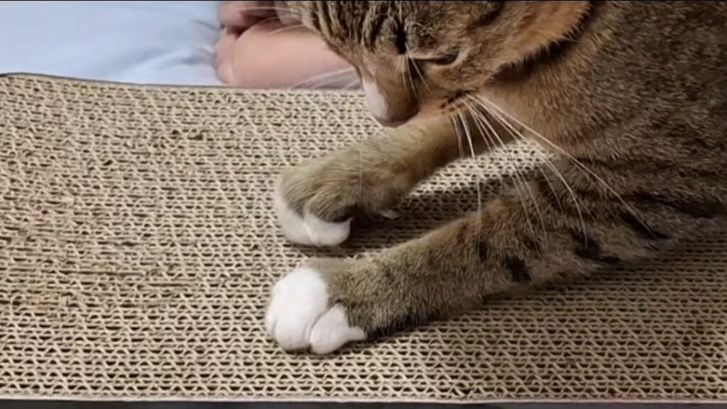 レオが爪とぎボードに前足を乗せて、実際に爪を使っている様子の手元アップ写真