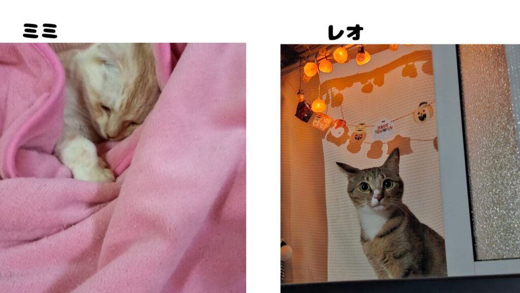 愛猫ミミ(Mimi)とレオ(Leo)の遊び疲れた後のクールダウン風景:可愛い寝顔とリラックスタイム