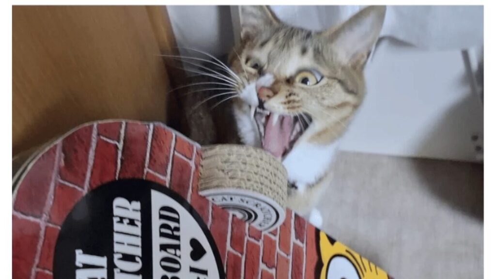 スケボー型爪とぎを前に、口を大きく開けてハイテンションな表情を見せるレオ。