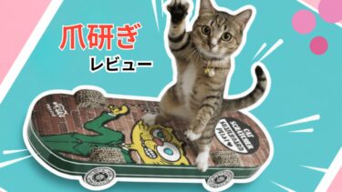 【レビュー＋動画あり】にゃんたスケートボードの評判は？愛猫レオが3秒で夢中になった理由を解説