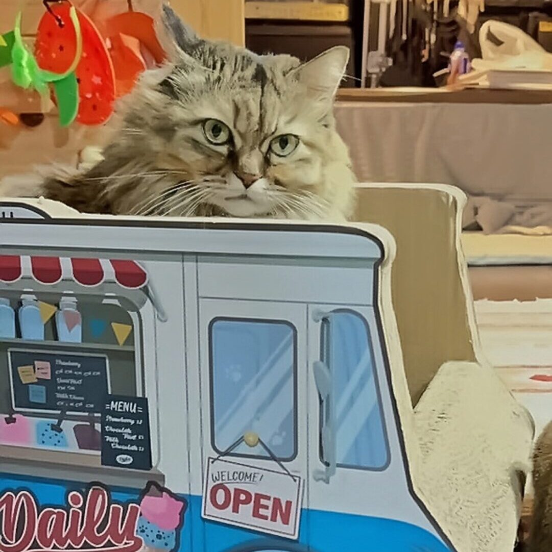 キッチンカーアイスクリーム屋さんの運転席部分に座り、こちらを見ている猫(たぬちゃん)のベストショット。