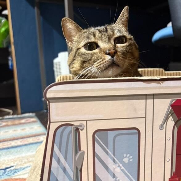 キッチンカー ホットドッグ屋さん側からひょっこり 顔を出して いるちびちゃん