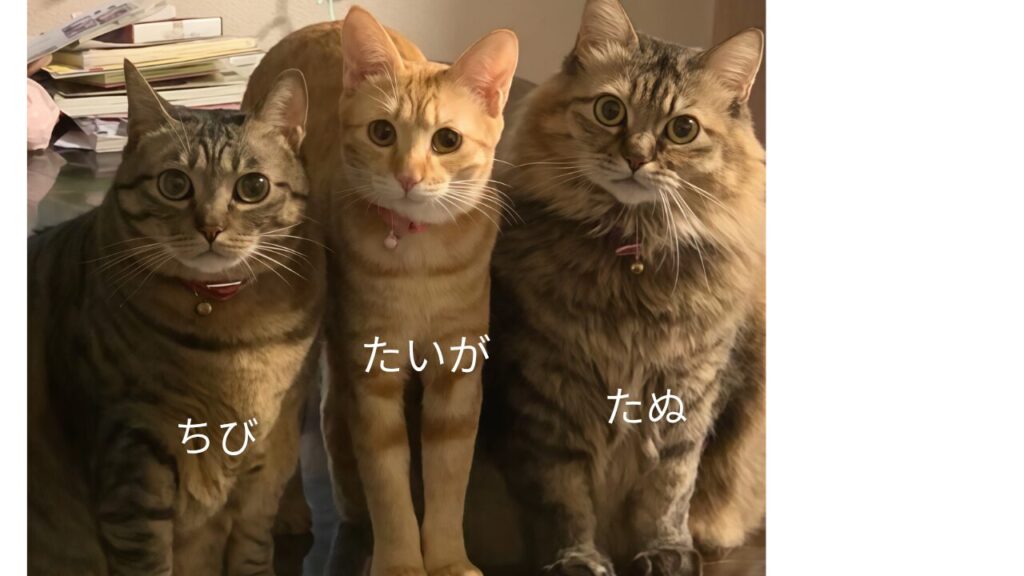 なっぺさんの愛猫、ちび・たいが・たぬの三姉妹写真。オーサムストアの猫用爪とぎを紹介する記事画像。