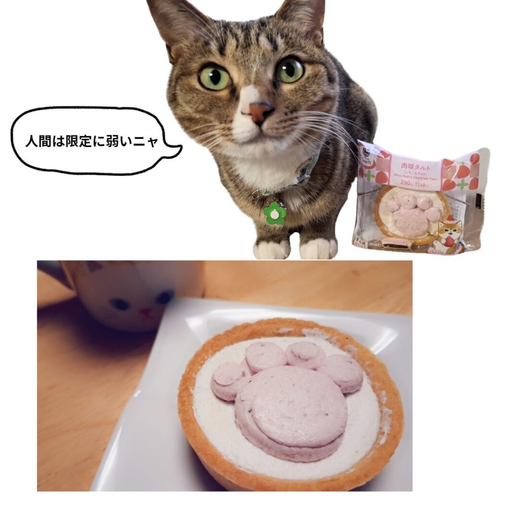 ファミリーマート限定の肉球タルトをじっと見つめるキジトラ猫のレオ
