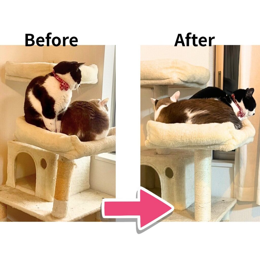 FEANDREA PCT15BE 143cmキャットタワー 支柱交換前（Before）と交換後（After）の比較写真。保護猫ちいちゃん（5歳・元地域猫）とらい君（3歳・元迷い猫）がてっぺんで窓を眺めてくつろぐ様子、chi-chanさん宅の実使用2年半レビュー(chi-chan🐈‍⬛さん提供)