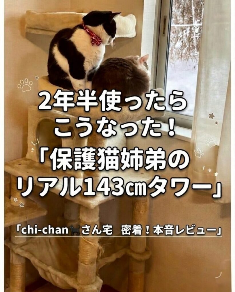 2年半愛用中のFEANDREA 143cmキャットタワー、保護猫ちいちゃん（元地域猫）とらい君（元迷い猫）がてっぺんで窓を眺める幸せな瞬間、chi-chanさん提供写真