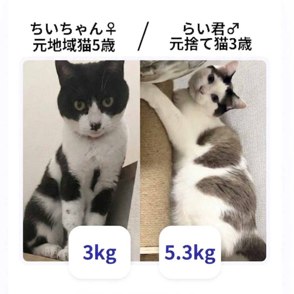 白黒ハチワレ模様の元地域猫「ちいちゃん」（5歳、メス、体重3kg）と、グレーと白の模様の元捨て猫「らい君」（3歳、オス、体重5.3kg）の比較画像。二匹の可愛らしい表情とともに、それぞれの年齢、出自。下には現在の体重が白背景のタグで分かりやすく表示されています。
