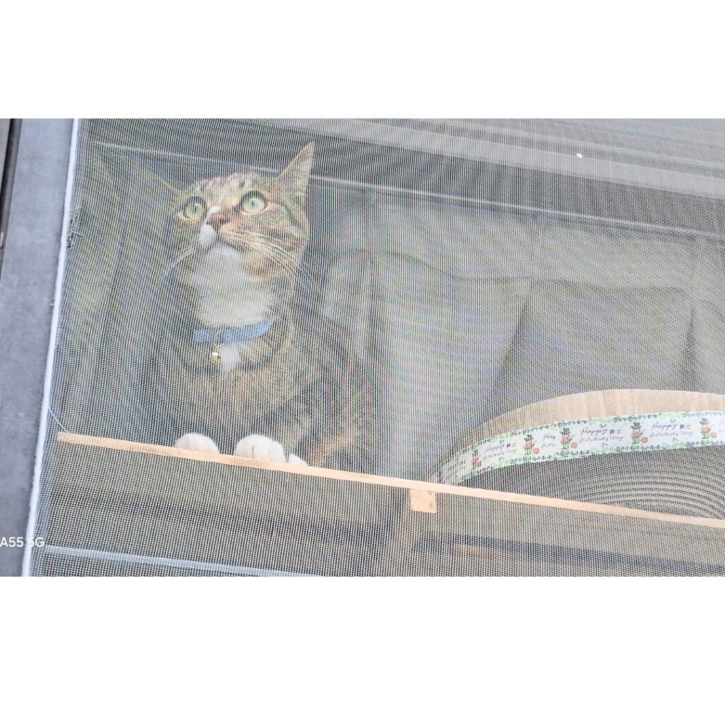 キジトラハチワレ猫のレオが網戸越しに外をじっと見ているアップ写真