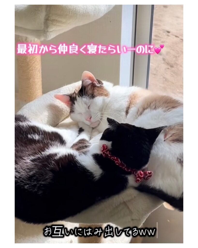 キャットタワーのベッドで、白茶の猫と黒白の猫がぴったりと寄り添って眠っている様子。ベッドから体が少しはみ出しており、仲の良さが伝わる微笑ましい光景。(TikTok動画より抜粋提供画像より)