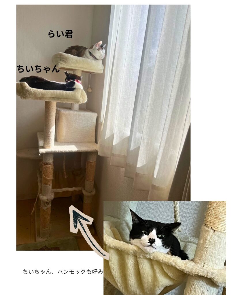 キャットタワーの最上段で眠るらい君と、中段のベッドでくつろぐちいちゃん。右下にはハンモックに顎を乗せてリラックスするちいちゃんの近影。(chi-chan🐈‍⬛さん提供画像より)